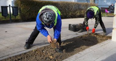Atenţie! Se plantează flori în oraş - 2
