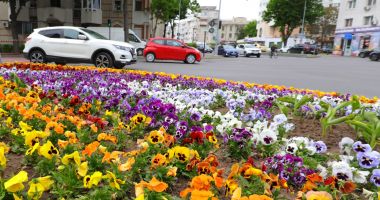 Stire din Social : Peste 100.000 de crăițe, margarete și alte flori, plantate de Primăria Constanța
