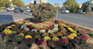 Stire din Social : Plantările de crizanteme continuă, săptămâna aceasta, în Parcul Tăbăcărie