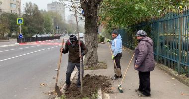 Stire din Politică-Administrație : Administrația locală, plantări masive de arbori în Constanța