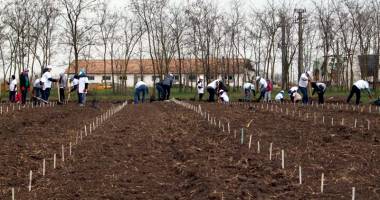 Stire din Social : 4.000 de copaci plantați de voluntari în Pădurea Valea Dacilor