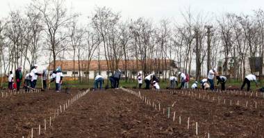 4.000 de copaci plantați de voluntari în Pădurea Valea Dacilor - 3