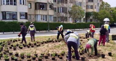 Stire din Social : Plantări de primăvară, la Constanța
