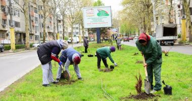 Plantări de toamnă, la Constanţa