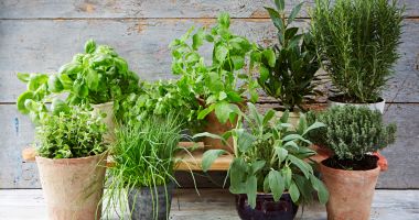 Stire din Sănătate : Plante care vă oxigenează și vă condimentează viața