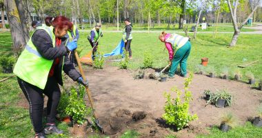 Stire din Social : Continuă plantările de primavară în municipiul Constanța