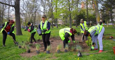 Continuă plantările de primavară în municipiul Constanța - 2