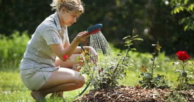 Stire din Diverse : Plantele pe timp de caniculă. Cum le menții în viață