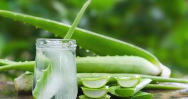 Plante care ne întăresc sistemul imunitar