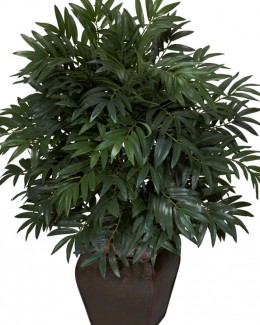 Stire din Diverse : Plante care purifică aerul