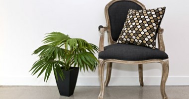 Stire din Diverse : Plante care purifică aerul
