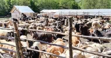 Stire din Economie : A început plata ajutorului pentru ameliorarea raselor