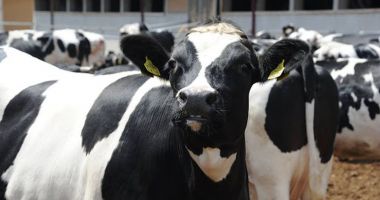 Stire din Economie : A început plata ajutorului de stat pentru crescătorii de animale