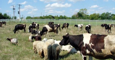 Stire din Economie : Plata impozitului pe venitul din activități agricole se face până pe 16 decembrie