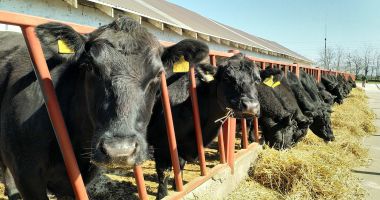 Stire din Economie : Platformă online pentru primirea adeverinţelor în sectorul zootehnic