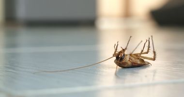 Stire din Actualitate : După Franța, și Portugalia este în alertă din cauza ploșnițelor. "Nivelul de infestare este foarte ridicat"