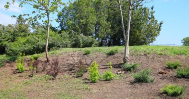 Continuă plantările de primavară în municipiul Constanța - 5