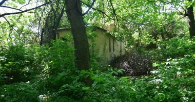 Buruieni cât casa în loc de cabinete medicale. "Jungla" din curtea Spitalului Municipal - 3