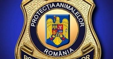 Răsturnare de situație în cazul muncitorului asiatic, acuzat că mănâncă pisici! Anunțul autorităților române