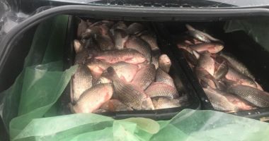 200 kg de pește confiscate de polițiștii de frontieră