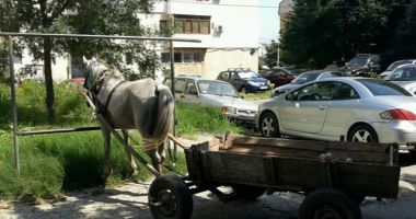 Stire din Politică-Administrație : Bani la bugetul Constanței. Poliția Locală, de cinci ori mai multe amenzi decât anul trecut