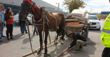 GALERIE FOTO / Cum scapă CONSTANȚA de căruțe! - 10