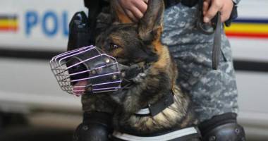Stire din Eveniment : CAPTURĂ făcută de Poliția Română: zeci de kilograme de cocaină