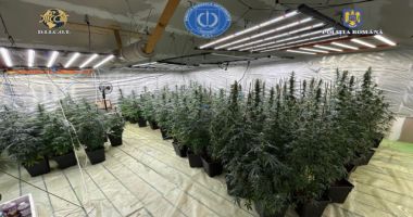 Stire din Eveniment : Poliţist cercetat pentru trafic de droguri. A dezvoltat împreună cu soţia sa o cultură indoor de canabis