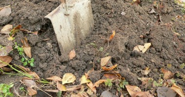 Stire din Social : Acțiune de plantare de arbori în municipiul Constanța. Află cum poți deveni voluntar