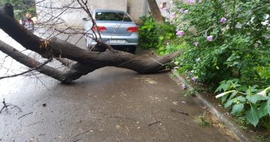 COPAC CĂZUT PESTE MAȘINI, ÎN ZONA ABATOR DIN CONSTANȚA - 3