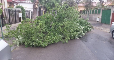 Stire din Social : Atenție șoferi! Copaci puși la pământ, în Constanța, din cauza vântului