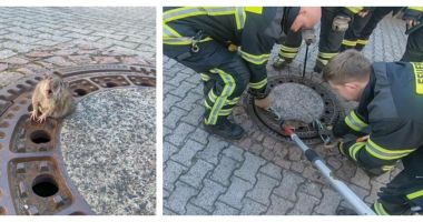 Pompierii din Germania, în alertă. Șobolan blocat într-un capac de canal