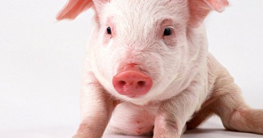 Stire din Actualitate : Belgia organizează campionatul de imitat grohăituri de porc