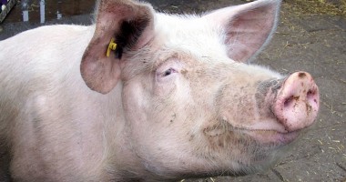 Stire din Economie : Constănțenii își pot vinde porcii la abatoare