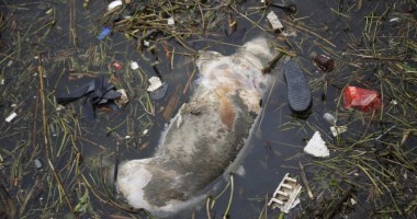 Stire din Actualitate : Peste 2.800 cadavre de porci, găsite într-un râu