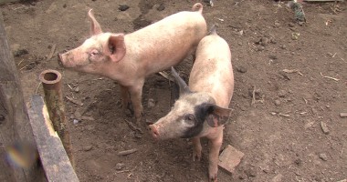 Stire din Economie : APIA / Anunț pentru crescătorii de porci