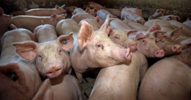 Stire din Actualitate : Avertismentul fermierilor: Porcul românesc, pe cale de dispariție din cauza pestei porcine