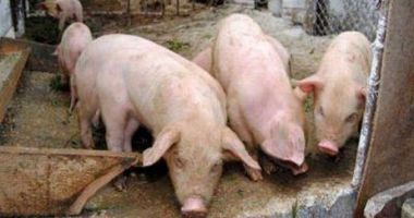 Stire din Actualitate : Focar de pestă porcină africană, confirmat intr-o gospodărie din Făgăraș