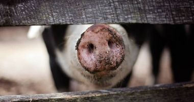 Stire din Eveniment : Bărbat mâncat de viu de porcii din gospodărie