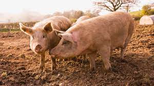 Stire din Actualitate : Noi reguli pentru micii crescători de porci. Țăranii au voie să dețină maxim 15 porcine