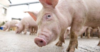 Şase focare de pestă porcină, confirmate în mai multe localităţi din Constanţa! Mobilizare generală în judeţ! - 2
