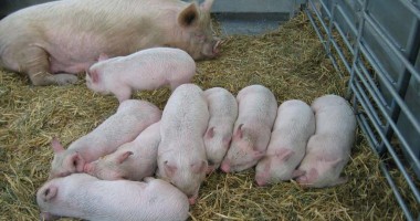 Stire din Economie : Anunț pentru crescătorii de porci