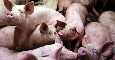 Stire din Actualitate : Liderul unui clan mafiot, mâncat de viu de porci!