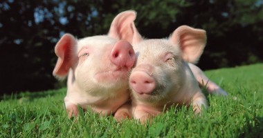 Stire din Economie : România dă mâna cu Bulgaria pentru a putea exporta porci vii