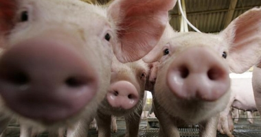 ALERTĂ de pestă porcină la granițele României
