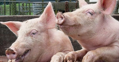 Stire din Social : Rusia a blocat importurile de porci vii și carne de porc din România