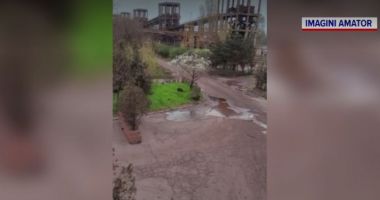 Stire din Eveniment : Porci mistreți văzuți în Portul Constanța. Ce zic autoritățile