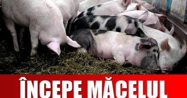 Stire din Economie : De unde și cu cât cumpărăm, anul acesta, porcul de Crăciun