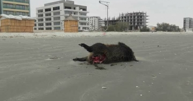 GALERIE FOTO / Porci mistreți morți pe plaja din Mamaia. Animalele au murit înecate - 2