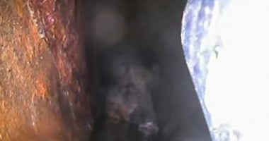 Stire din Eveniment : VIDEO. PORC ÎNȚEPENIT ÎN CONDUCTELE RAJA